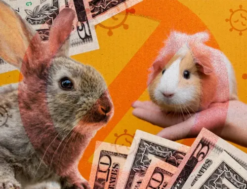 ¿Por qué se suspendió la venta de cuyes y conejos en Ecuador?