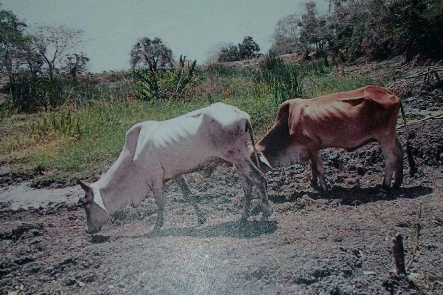 Impactos de la sequía de 2015 en los Montes de María, en el Caribe colombiano. Foto: cortesía Corporación Desarrollo Solidario – CDS.