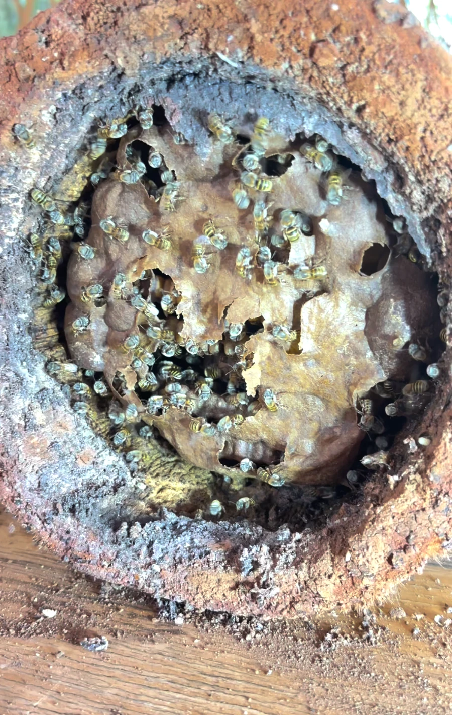 El interior de un jobón, tronco donde se crían abejas nativas, en Sinanché, México. Fotografía de Valiana Aguilar.