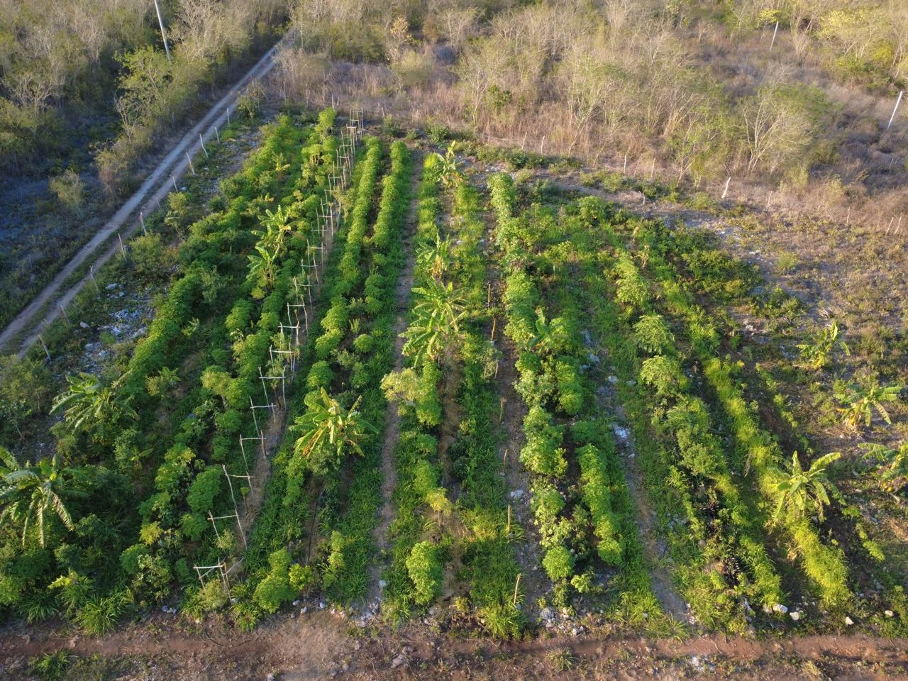 Parcela agroforestal sintrópica, una hectárea de tierra que fue explotada por más de un siglo con el monocultivo del henequén, actualmente en proceso de regeneración del suelo. Fotografía de Valiana Aguilar.