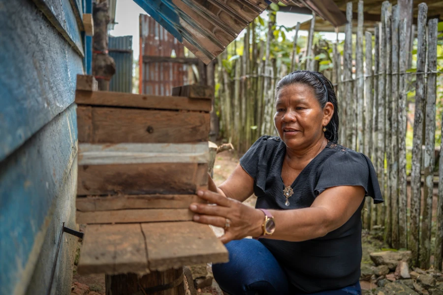 La Escuela de Abejas Nativas actualmente suma más de 50 colmenas en siete comunidades de la cuenca del Ampiyacu. Fotografía de Conservación Internacional Perú.