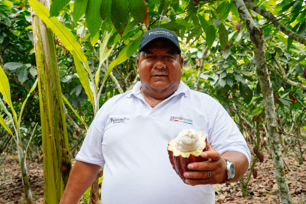 Nuevas t&eacute;cnicas ganar m&aacute;s cacao