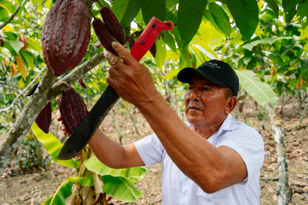 Nuevas t&eacute;cnicas ganar m&aacute;s cacao