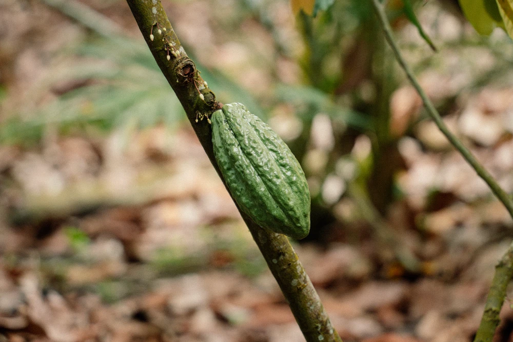 Nuevas t&eacute;cnicas ganar m&aacute;s cacao