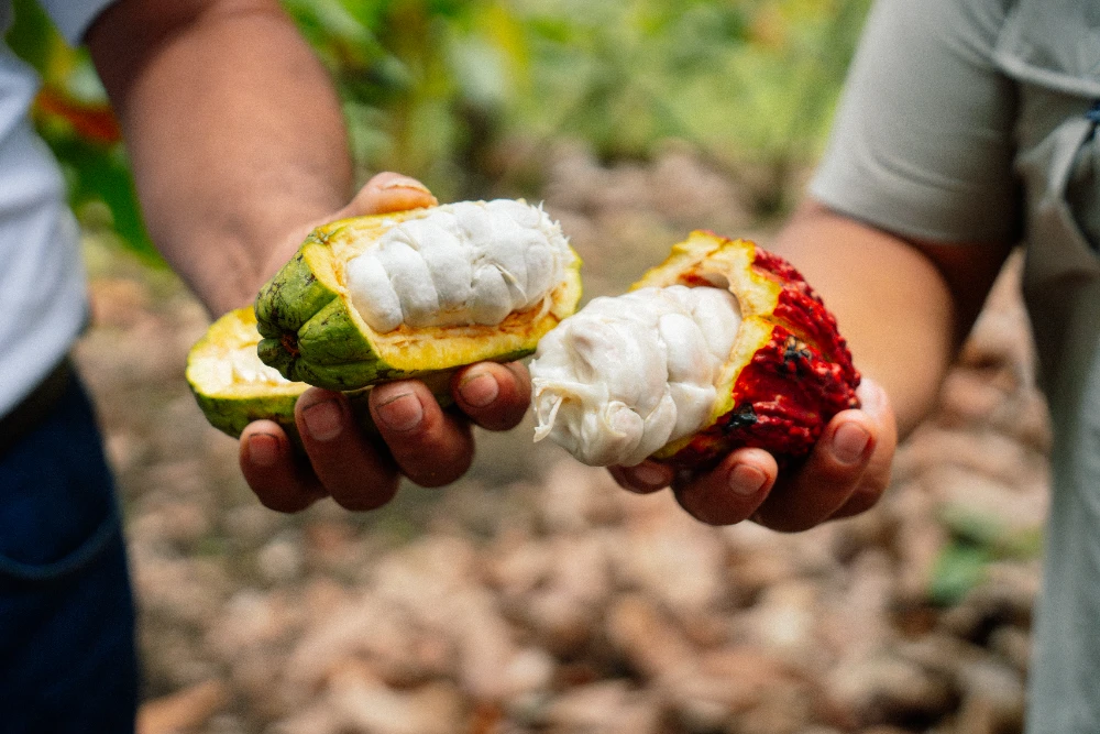 Nuevas t&eacute;cnicas ganar m&aacute;s cacao