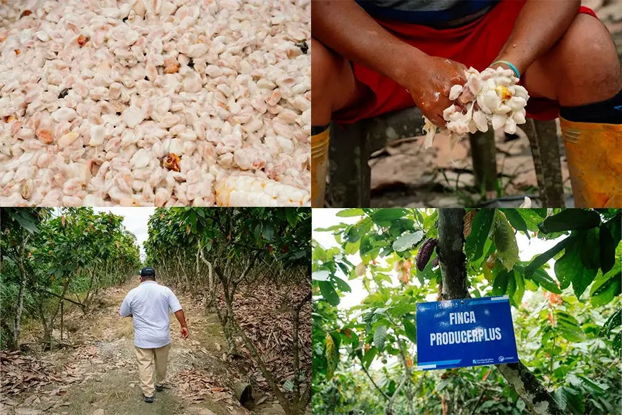 Nuevas t&eacute;cnicas ganar m&aacute;s cacao