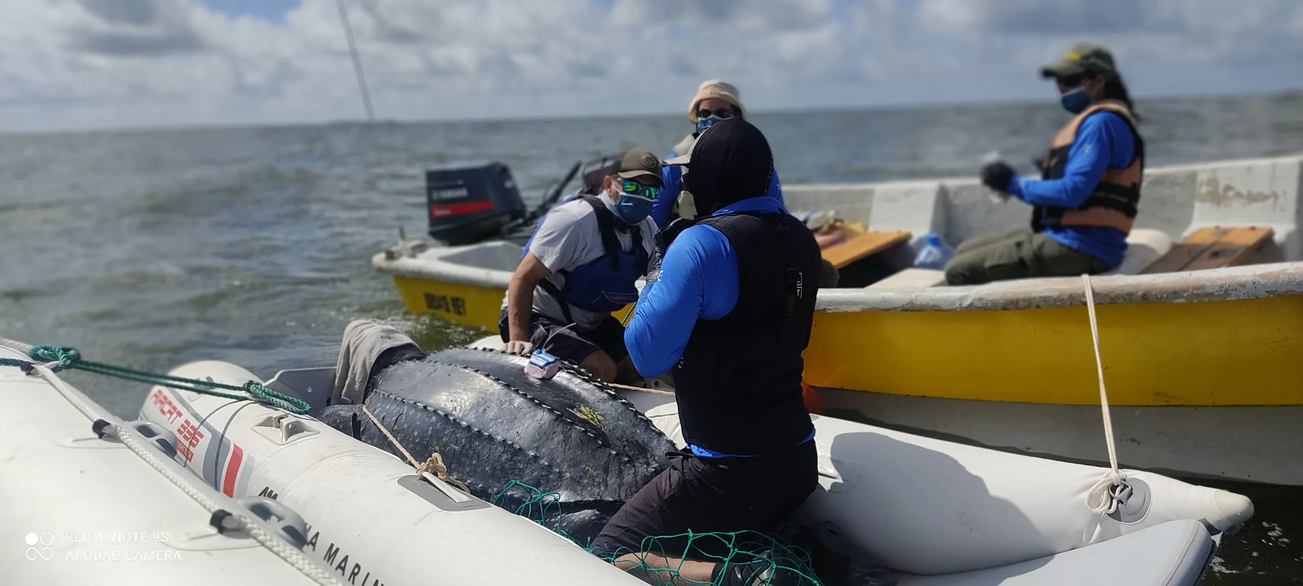 Científicos marcan tortugas machos en el mar argentino. Crédito: Proyecto Tortuga Laud-Argentina