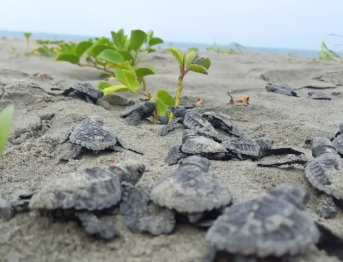 Día Mundial de las Tortugas Marinas: tres historias dan esperanza en América Latina