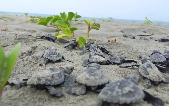 Eclosi&oacute;n de tortugas en playa Portete, Ecuador. Foto: Rub&eacute;n Vinueza Ch&eacute;rrez y Estefan&iacute;a S&aacute;nchez-Flores.