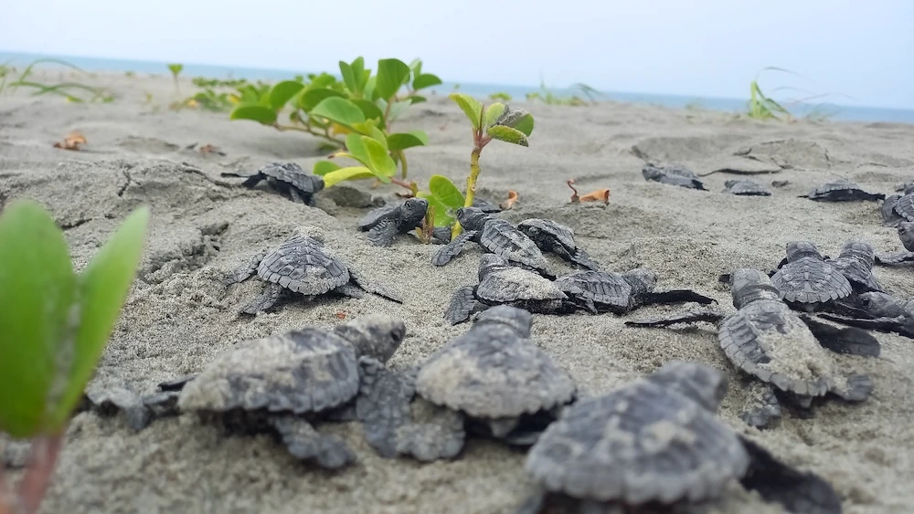 Eclosi&oacute;n de tortugas en playa Portete, Ecuador. Foto: Rub&eacute;n Vinueza Ch&eacute;rrez y Estefan&iacute;a S&aacute;nchez-Flores.
