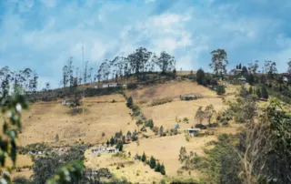 Fiebre amarilla, peste de verano