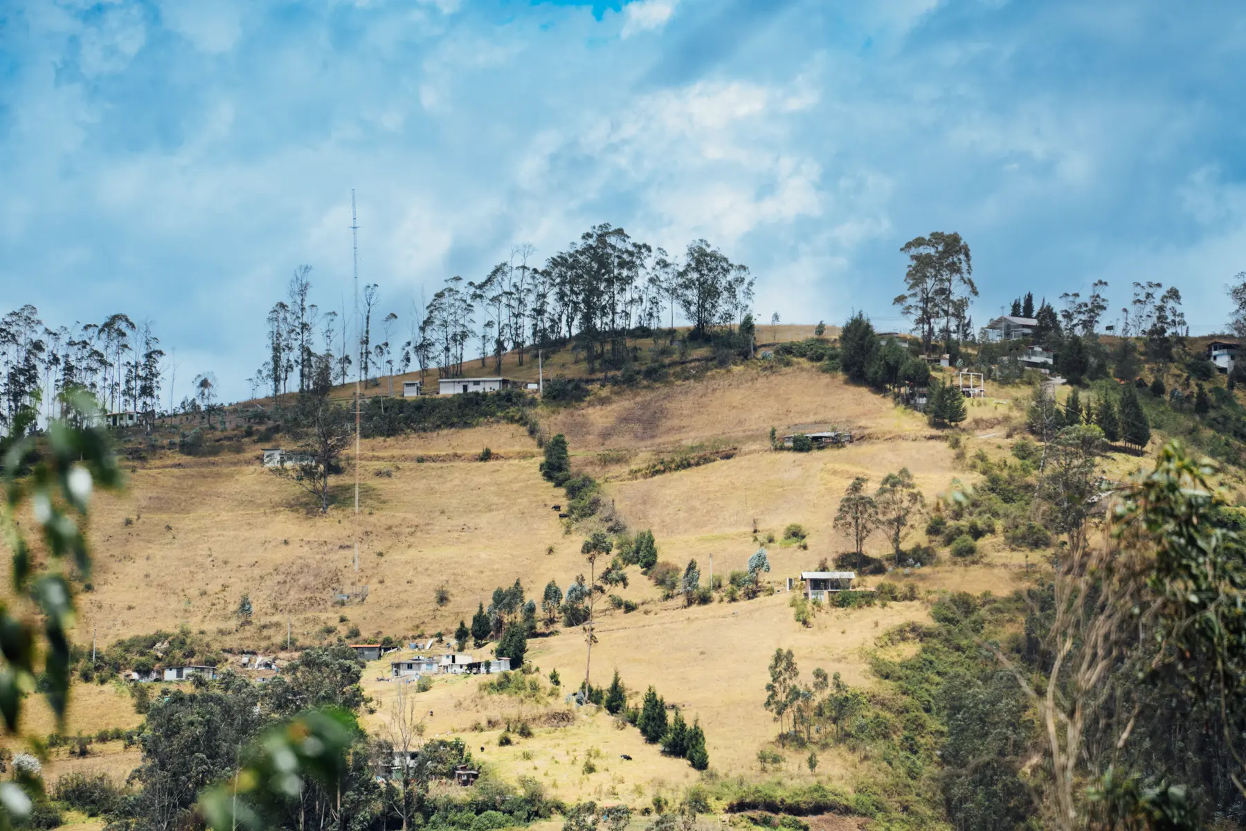 Fiebre amarilla, peste de verano