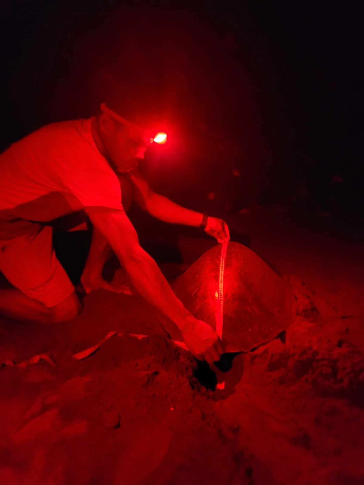 Las comunidades de Nuqu&iacute; miden la caparaz&oacute;n de las tortugas que anidan para llevar un registro y compartir la informaci&oacute;n con las autoridades ambientales. Foto: Lander Murillo, comunidad de Coqui.
