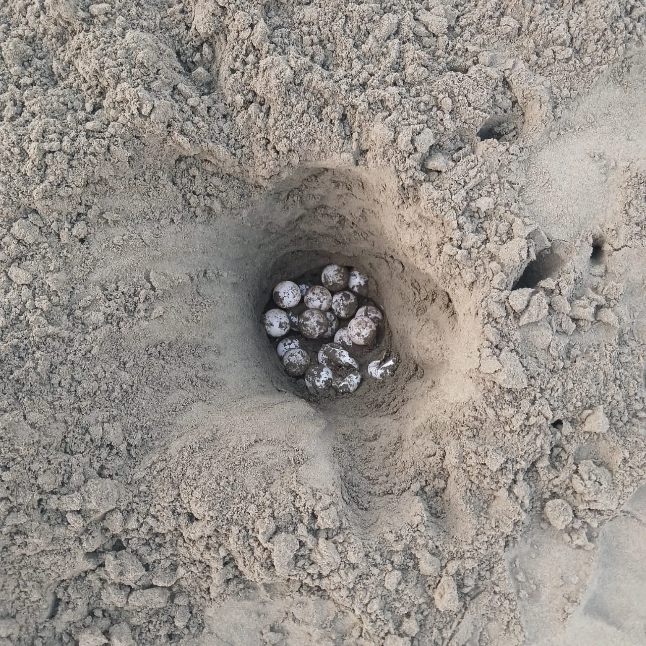 Huevos de tortugas reubicados por las comunidades de Nuqui. Foto: Lander Murillo, comunidad de Coqui.
