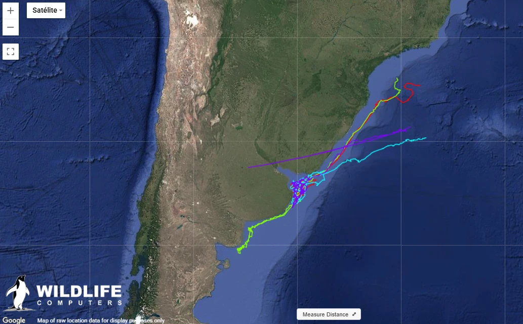 Recorrido satelital de las tortugas laúd macho en Argentina. Mapa: Proyecto Tortuga Laud-Argentina.