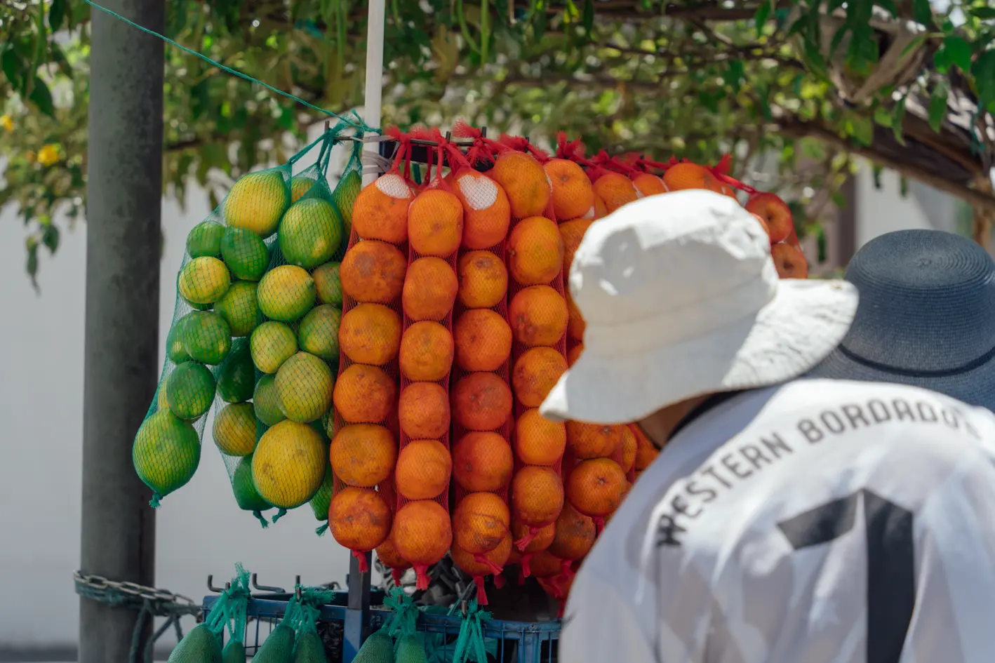 La más bella de los cítricos La más bella de los cítricos
