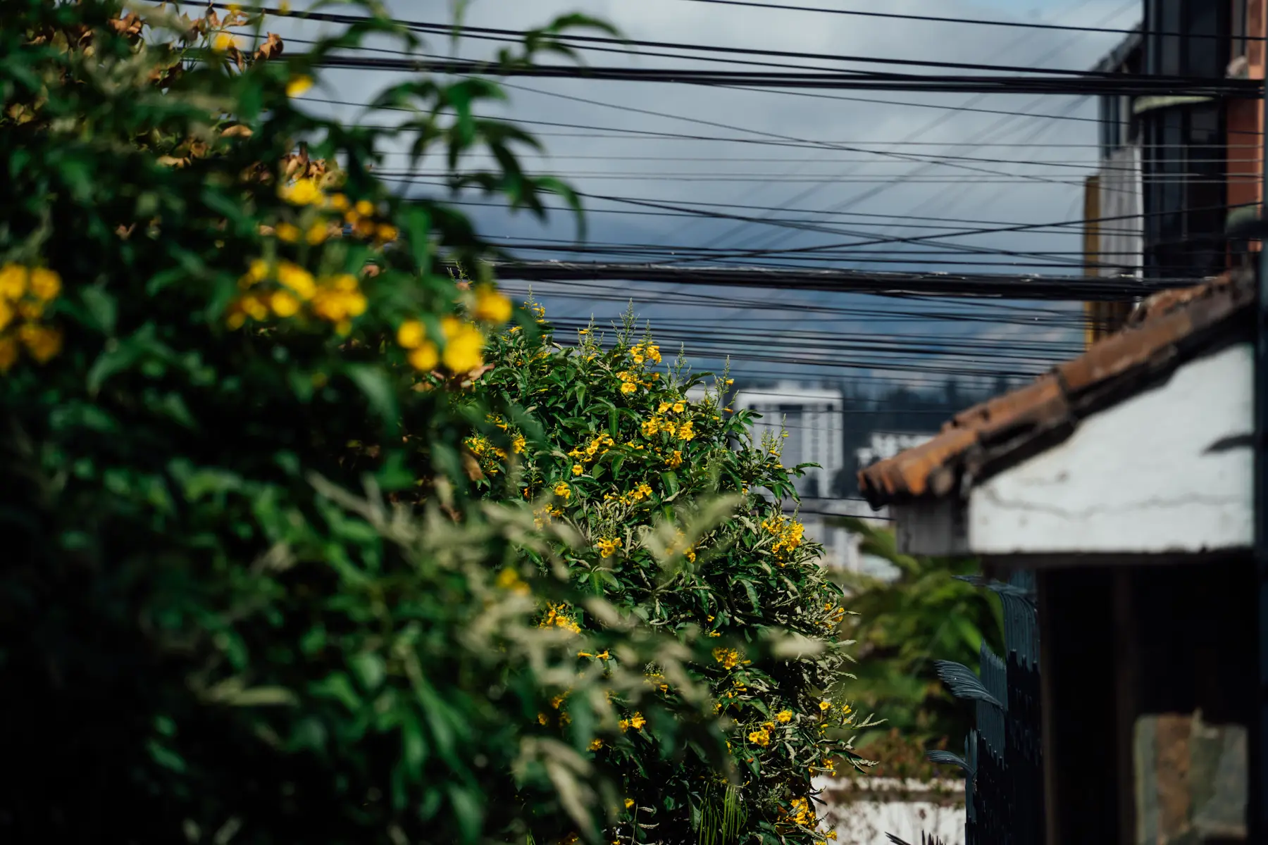 Especie de la familia de las bignoni&aacute;ceas, el chol&aacute;n &mdash;como medio Quito&mdash; tiene parientes al sur del Ecuador y en su costa.