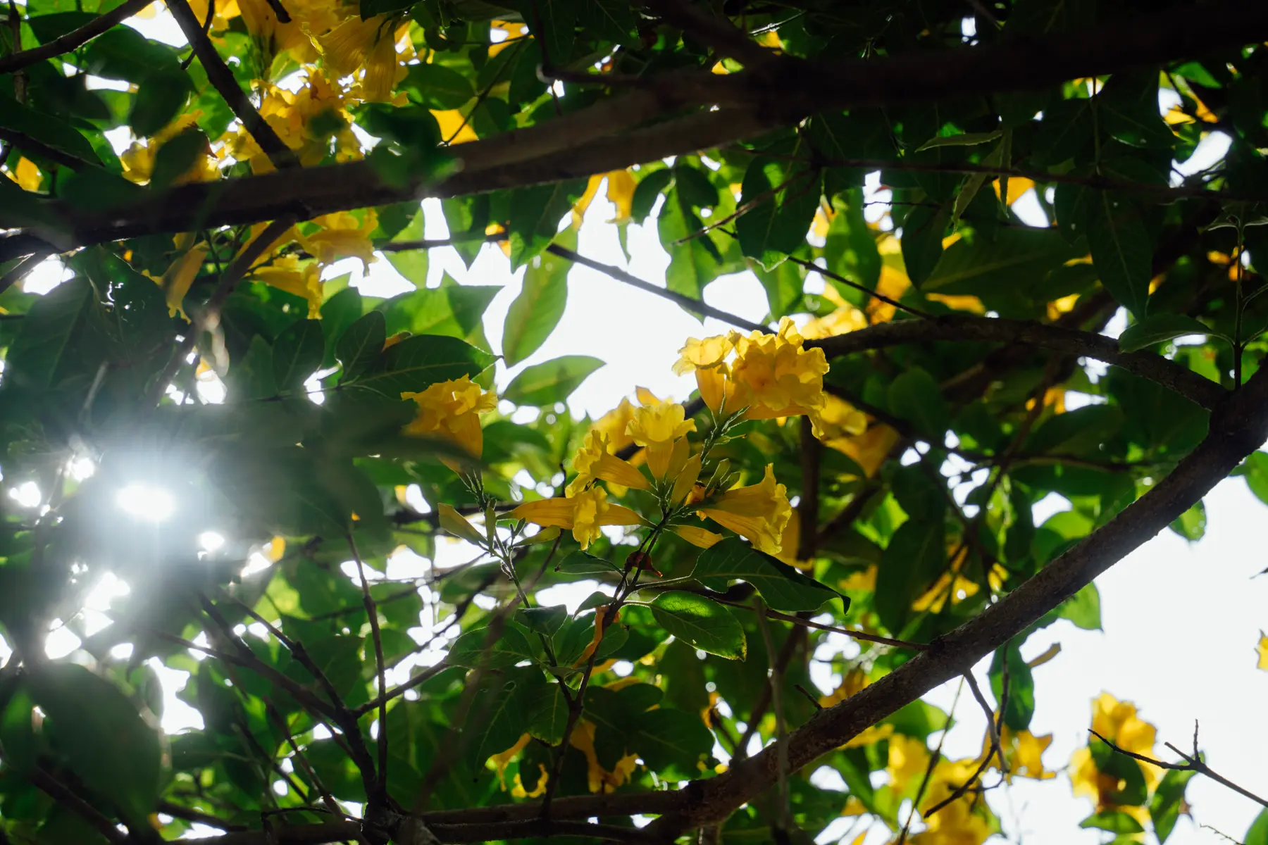 Cuando el m&uacute;sico &Aacute;lex Alvear so&ntilde;&oacute; con Quito, vio a este &aacute;rbol amarillo