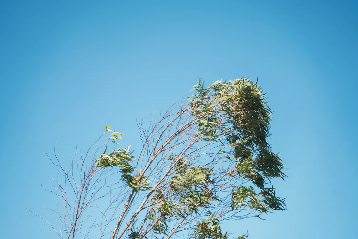 VIENTO-3 VIENTO 3