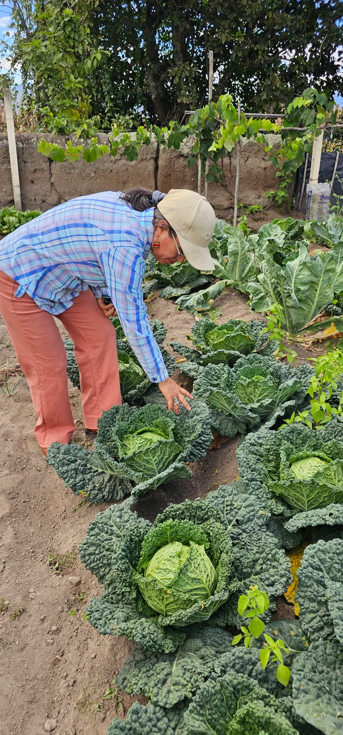 Gladys trabaja la tierra de sus bisabuelos que pasó de ser un monocultivo de fréjol a siembras simultáneas de diferentes productos agrícolas para una mejor adaptación al cambio climático. Crédito: César Vinueza